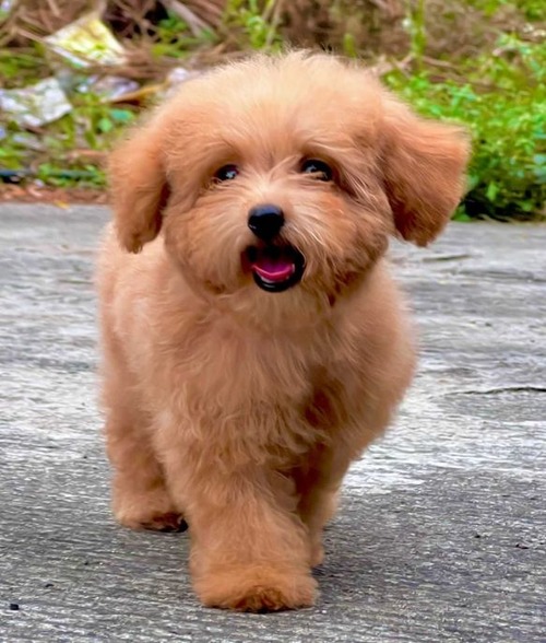 Cockapoo Puppies For Sale In Imphal